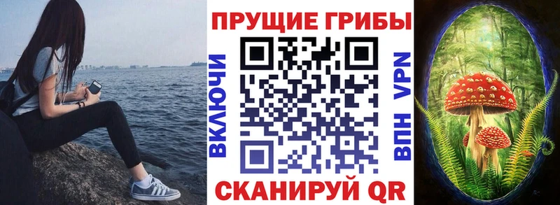 Галлюциногенные грибы Psilocybe  купить наркоту  Вятские Поляны 